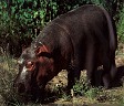 Hippo