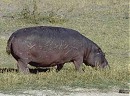 Hippo