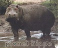 Hippo